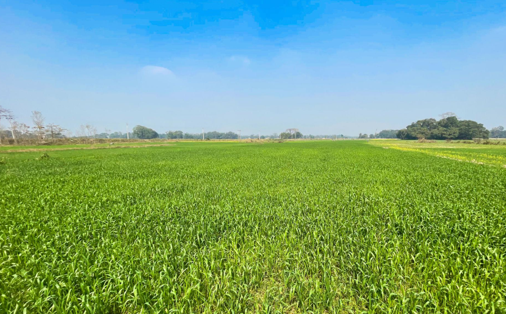 Macadamia Farm Land View 1 - BR Agro Farms Hyderabad